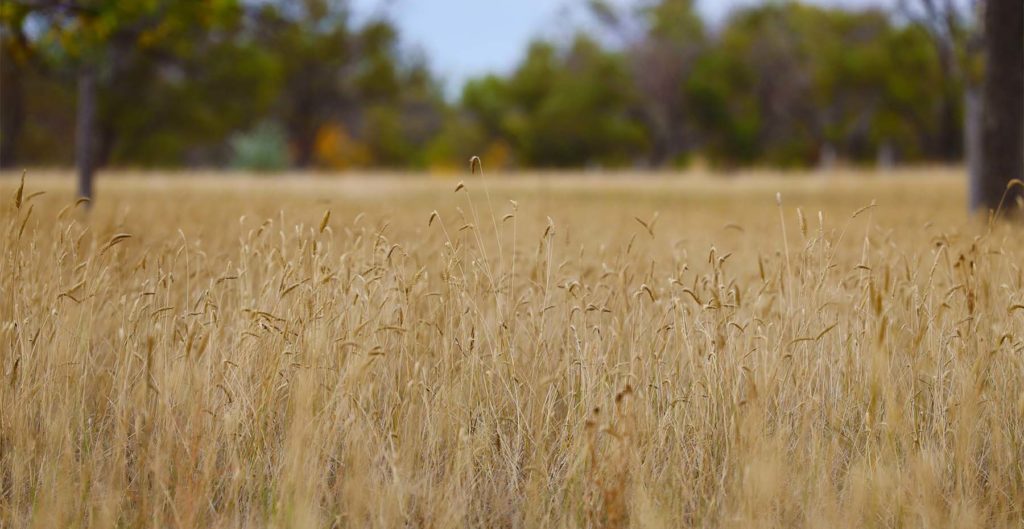 Grasslands Unlimited