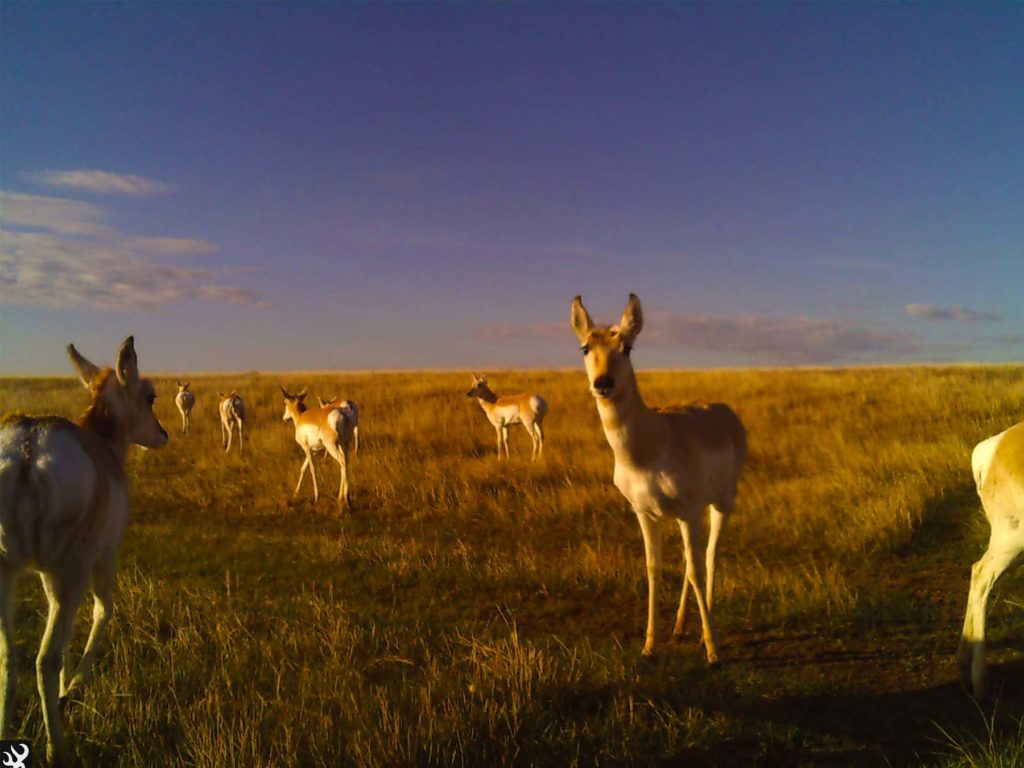 Grasslands Unlimited