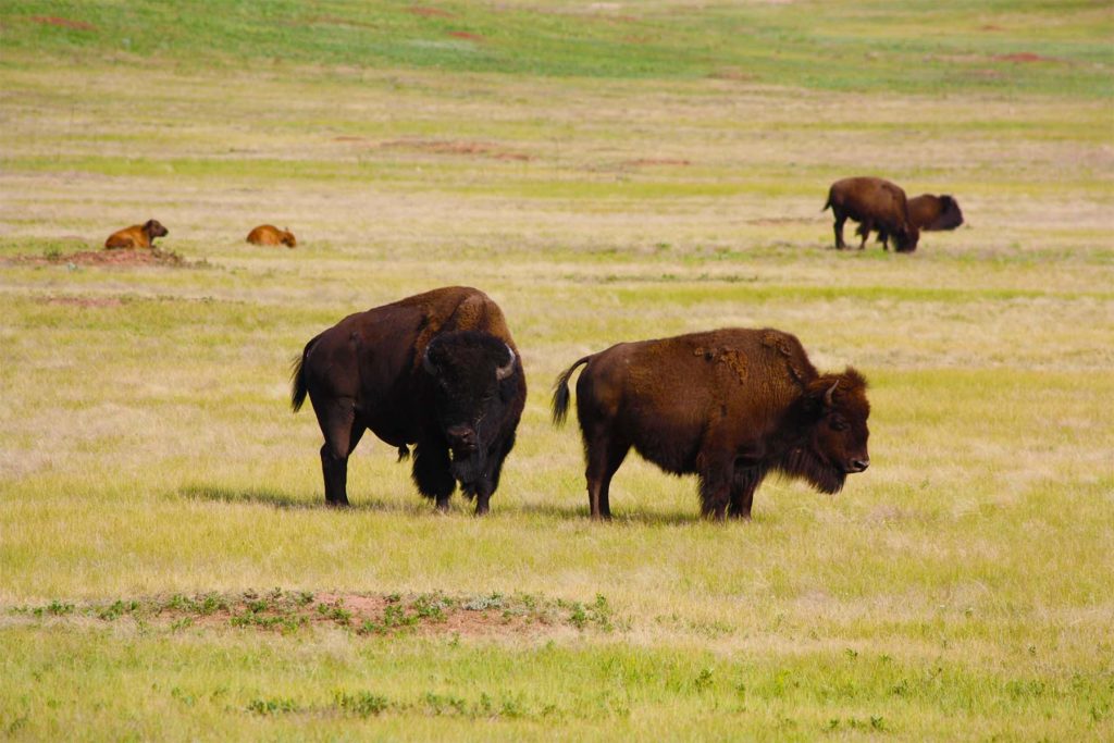 Grasslands Unlimited