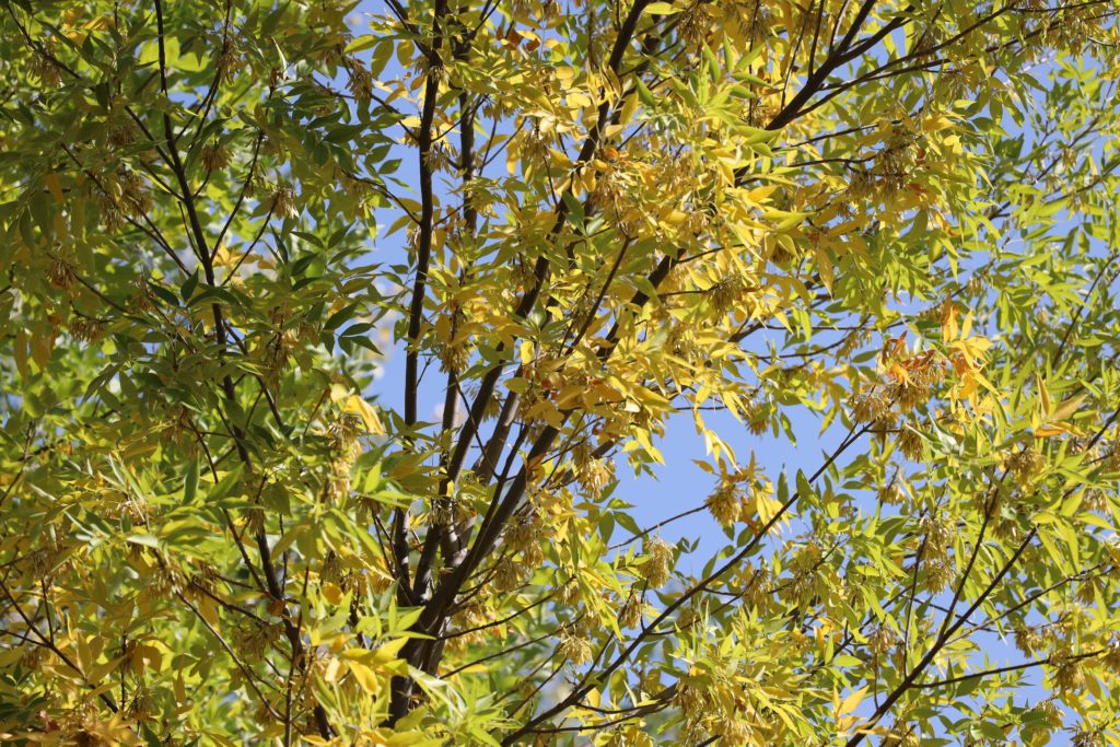 Grasslands Unlimited