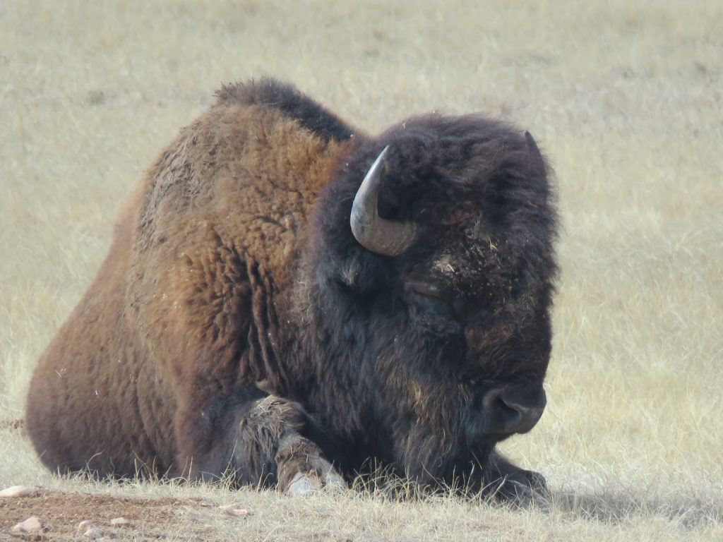 Grasslands Unlimited