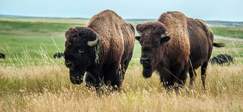 Grasslands Unlimited