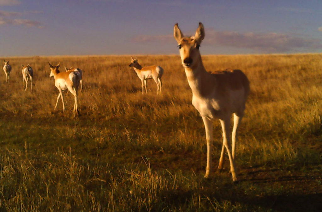 Grasslands Unlimited