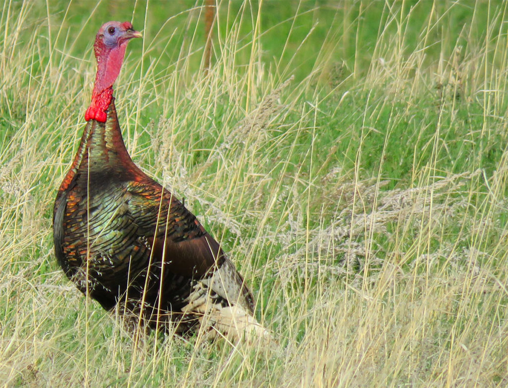 Grasslands Unlimited